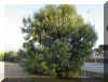 ACACIA1318A.JPG (171465 bytes)