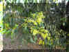 ACACIA1319A.JPG (204704 bytes)