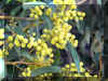 ACACIA1320A.JPG (91563 bytes)