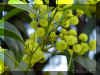 ACACIA1321A.JPG (98506 bytes)