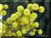 ACACIA1322A.JPG (98658 bytes)