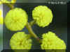 ACACIA1324A.JPG (80210 bytes)