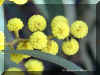 ACACIA1325A.JPG (97249 bytes)