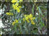 ACACIA1326A.JPG (157942 bytes)