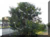 ACACIA1330A.JPG (148104 bytes)