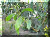 ACACIA1331A.JPG (138590 bytes)