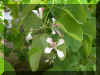 arbol orquidea 02 .JPG (76767 bytes)