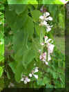 arbol orquidea 03 .JPG (126743 bytes)