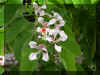 arbol orquidea 04 .JPG (77228 bytes)