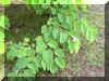 arbol orquidea 05 .JPG (139155 bytes)