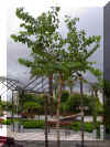 bauhinia11.jpg (85053 bytes)
