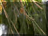 casuarina1275a.jpg (100713 bytes)