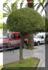 casuarina1284a.jpg (174633 bytes)