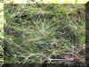 casuarina1285a.jpg (215944 bytes)