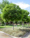 catalpa01.jpg (204557 bytes)