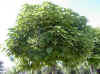 catalpa02.jpg (104151 bytes)