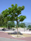catalpa03.jpg (149171 bytes)