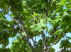 catalpa04.jpg (116846 bytes)