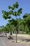 catalpa05.jpg (162526 bytes)
