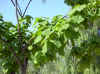 catalpa06.jpg (101599 bytes)
