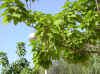 catalpa07.jpg (177980 bytes)