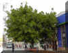 ficus-e1291a.jpg (169553 bytes)