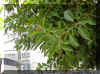 ficus-e1292a.jpg (165356 bytes)