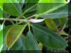 ficus-e1294a.jpg (76051 bytes)