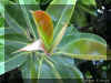 ficus-e1295a.jpg (88174 bytes)