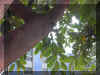 ficus-e1297a.jpg (127337 bytes)