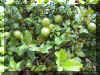 limon02.jpg (116569 bytes)