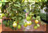 limon03.jpg (99767 bytes)