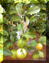 limon04.jpg (81563 bytes)