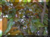 magnolio1132a.jpg (171265 bytes)