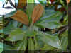 magnolio1134a.jpg (161212 bytes)