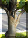 magnolio1135a.jpg (82498 bytes)