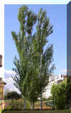 populus-alba01.jpg (352786 bytes)