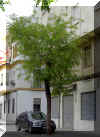 robinia-p05.jpg (164217 bytes)