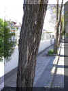 robinia-p1182a.jpg (225115 bytes)