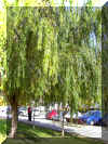 salix-b02.jpg (293376 bytes)