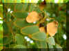 TIPUANA_T12.JPG (109047 bytes)
