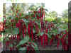 acalypha-hispida01.jpg (209021 bytes)