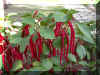 acalypha-hispida02.jpg (170674 bytes)