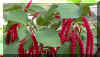 acalypha-hispida05.jpg (102118 bytes)