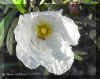 CISTUS_L1311A.JPG (90401 bytes)