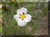 CISTUS_LADANIFER1304A.JPG (84978 bytes)
