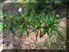 CISTUS_LADANIFER1305A.JPG (142981 bytes)