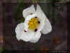 CISTUS_LADANIFER1308A.JPG (48828 bytes)