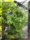 cestrum-n.jpg (316289 bytes)