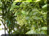 cestrum nocturnum 1208a.jpg (193173 bytes)